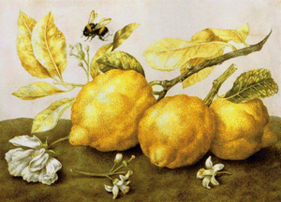 Лимоны - фрукты, натюрморт - предпросмотр