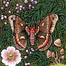 Схема вышивки «бабочка»