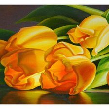 желтые тюльпаны