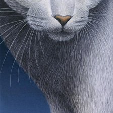 кошачий портрет