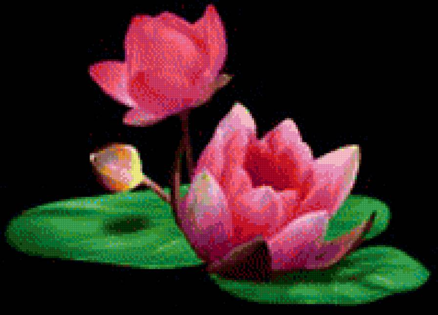 лотос - предпросмотр