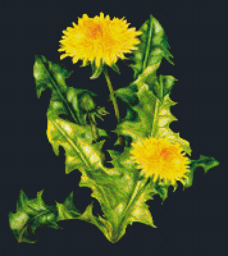 одуванчики - предпросмотр