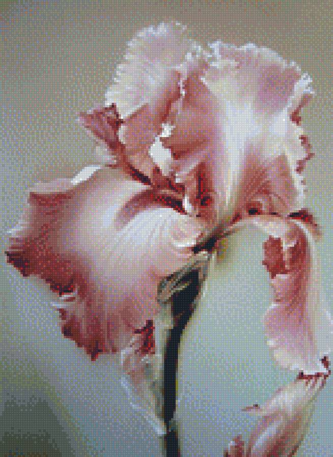 ирис - предпросмотр