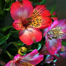 Схема вышивки «№1221124»