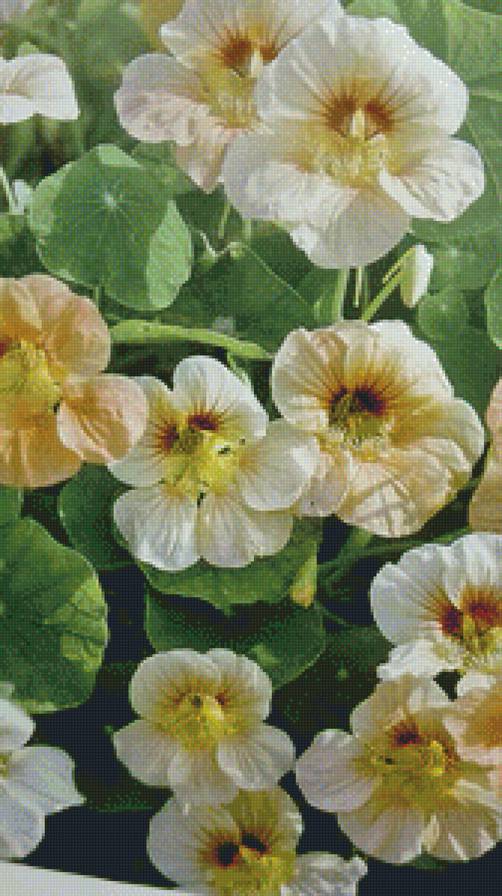 ЖЕЛТЫЕ ЦВЕТЫ - желтые цветы - предпросмотр