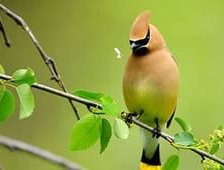 Схема вышивки «Свиристель»