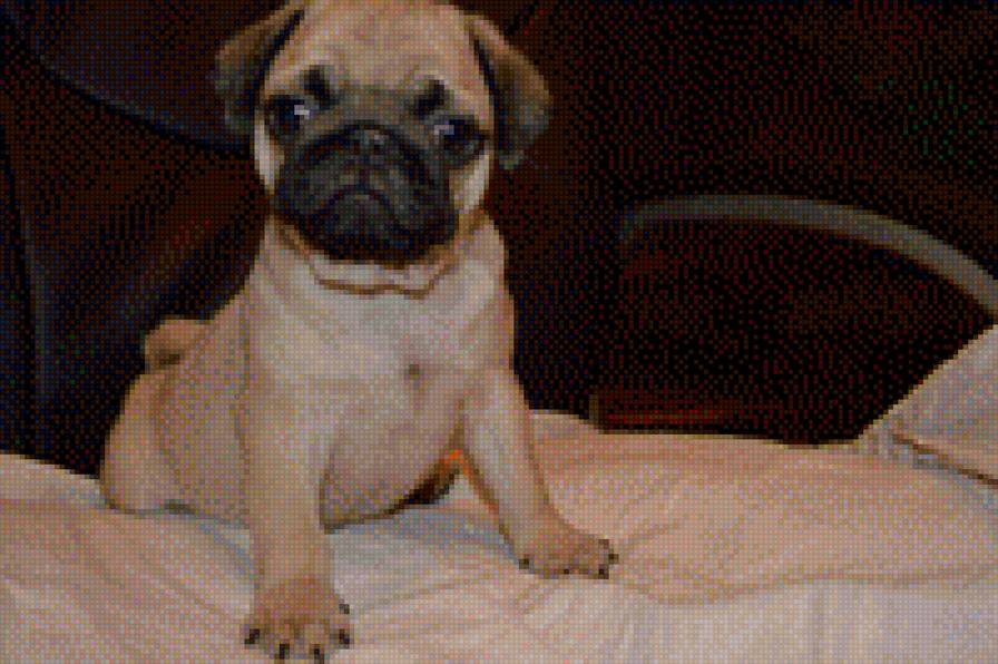 Боссик - мопс, маленький - предпросмотр