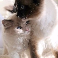 Схема вышивки «Киски»