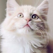 Схема вышивки «Котенок»