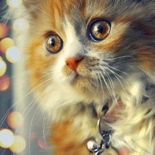 Схема вышивки «Кошка - Лоло»