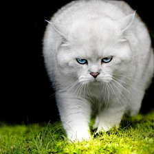 Схема вышивки «№1221525»