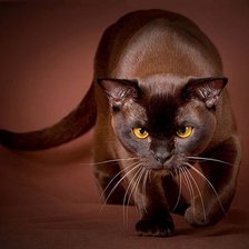 Схема вышивки «Шоколадный котик»