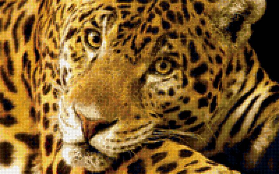 Красавец - предпросмотр