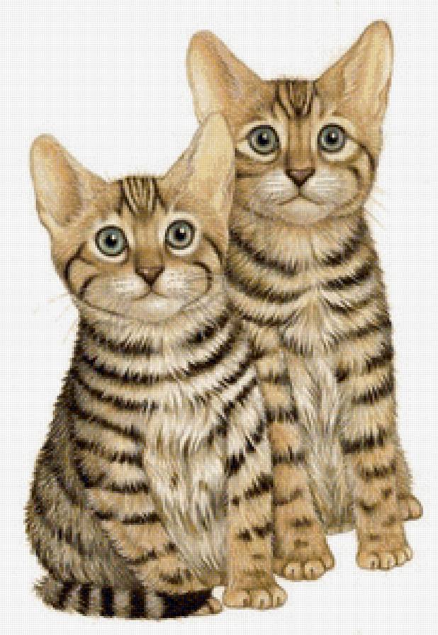 два котенка - предпросмотр