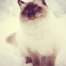 Схема вышивки «Кошка»