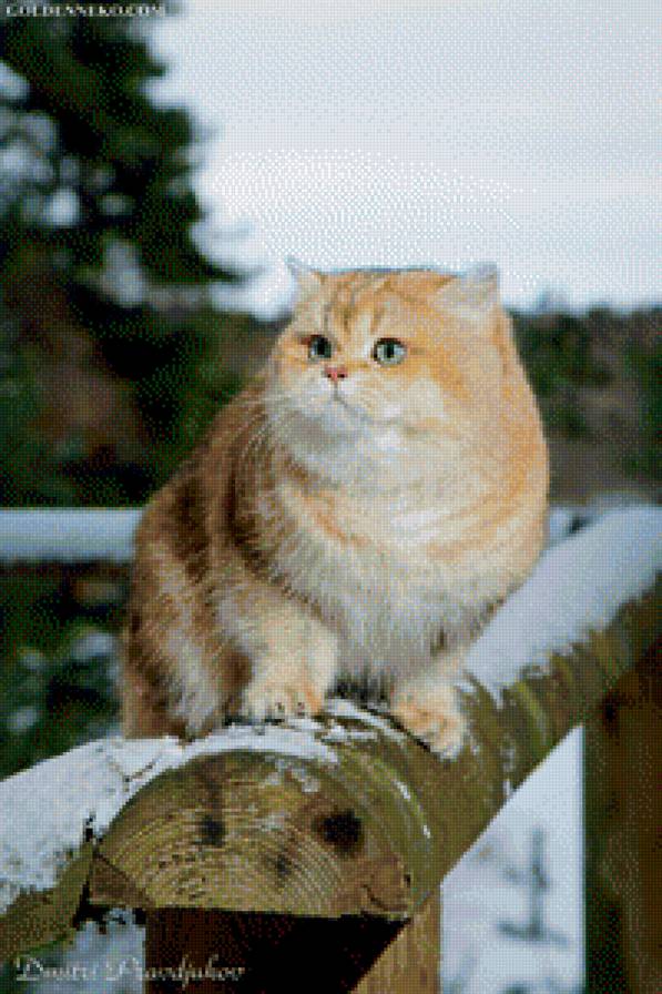 Рыжий кот - рыжий кот - предпросмотр