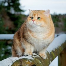 Схема вышивки «Рыжий кот»