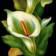 Схема вышивки «Каллы»