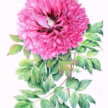 Схема вышивки «Яркий пион»