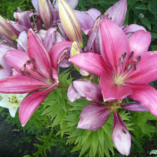 букет лилий