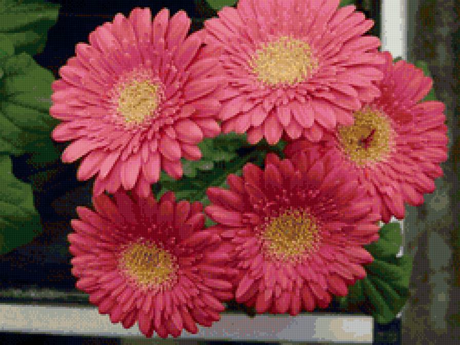 герберы - предпросмотр