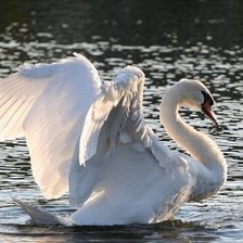 Схема вышивки «БЕЛЫЙ ЛЕБЕДЬ»