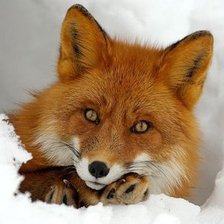 Схема вышивки «№1223028»