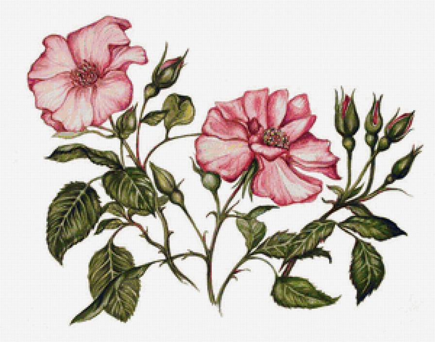 Шиповник - шиповник, цветы, роза - предпросмотр