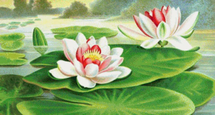 лотос - лотос, красота, кувшинка, цветы - предпросмотр