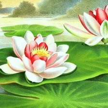 Схема вышивки «лотос»