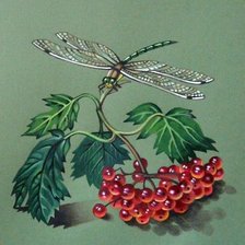 Схема вышивки «стрекоза»