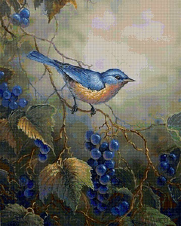 виноградный певец - птица, виноград - предпросмотр