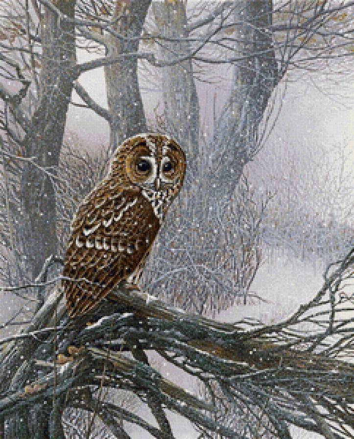 ночной страж - сова, птицы, филин, хищники - предпросмотр