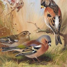 Схема вышивки «Птички»