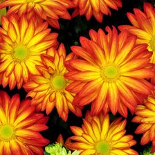 Схема вышивки «цветы»