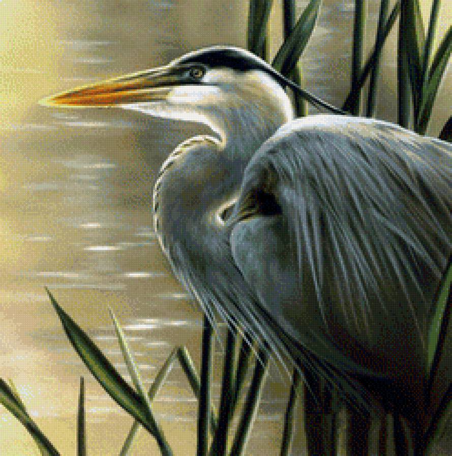 Цапля - экзотика, птицы, природа, вода - предпросмотр