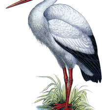 Схема вышивки «аист»