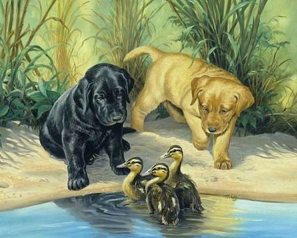 Щенки и утята - щенки, утята, собаки, река, птицы, природа - оригинал