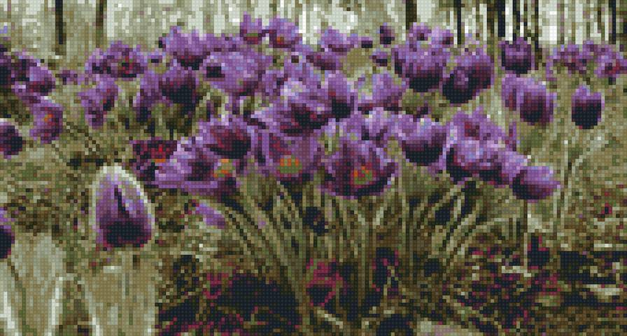 сон-трава - луг, цветы, сон-трава - предпросмотр