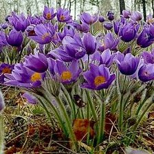 Схема вышивки «сон-трава»