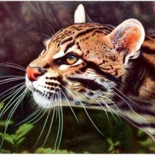 Схема вышивки «Гепард»