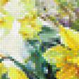 Предпросмотр схемы вышивки «нарциссы» (№1225305)