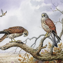 Схема вышивки «№1225804»