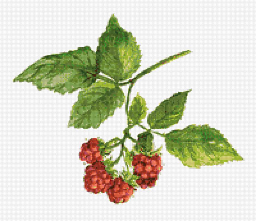 Малина - предпросмотр