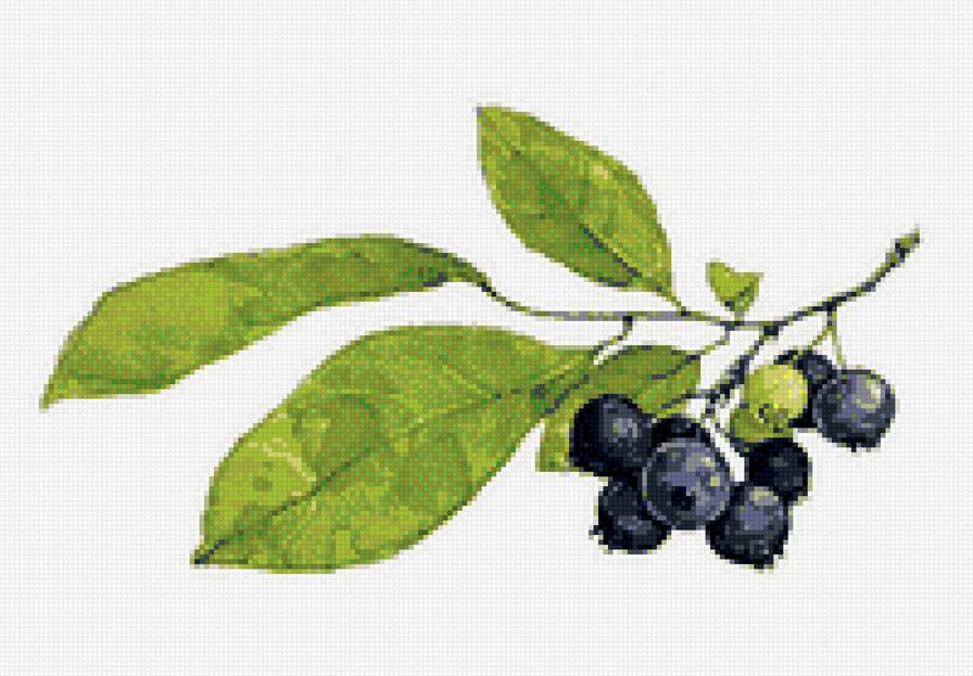 черника - предпросмотр