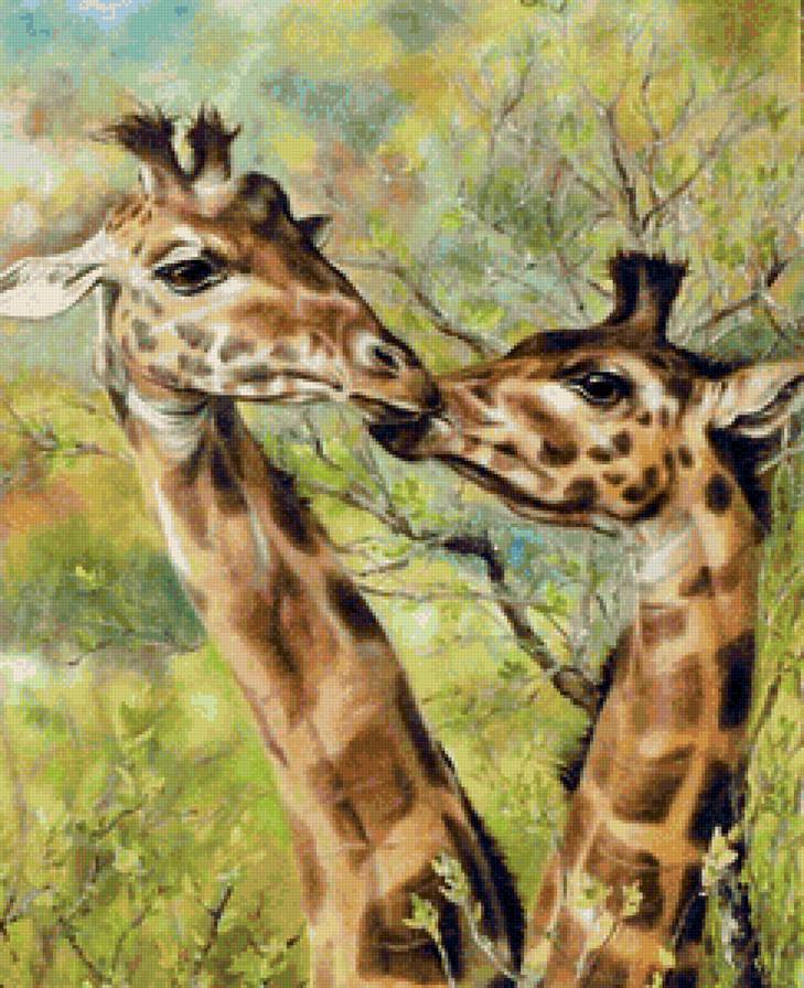 Жирафья любовь - поцелуй, сладкая парочка, любовь, жираф, лето, жирафы, животные - предпросмотр