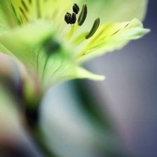 Схема вышивки «альстермерия»