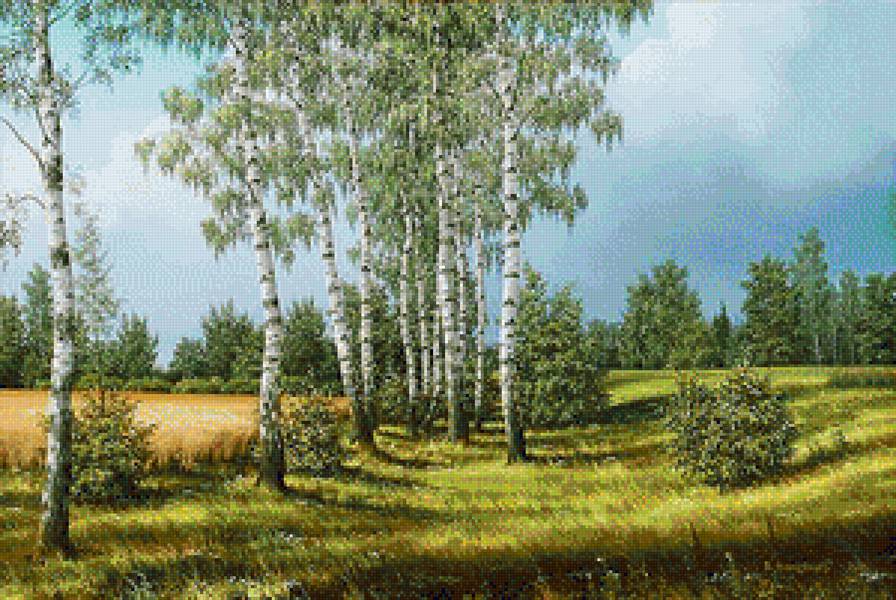 Берёзы - природа, пейзаж, березы - предпросмотр