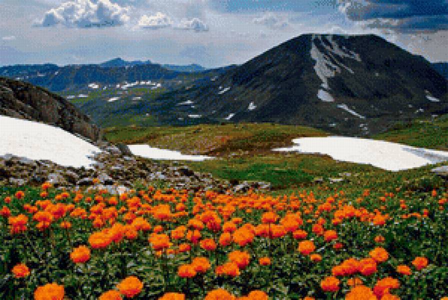 Огоньки - цветы, снег, горный алтай, горы - предпросмотр