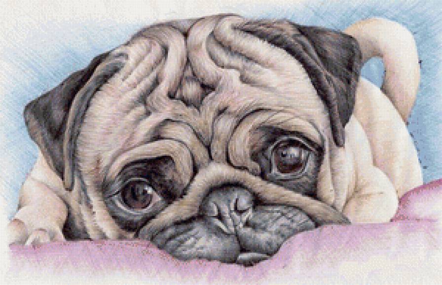 домашние любимцы - предпросмотр